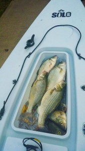 solo skiff cooler full of fish