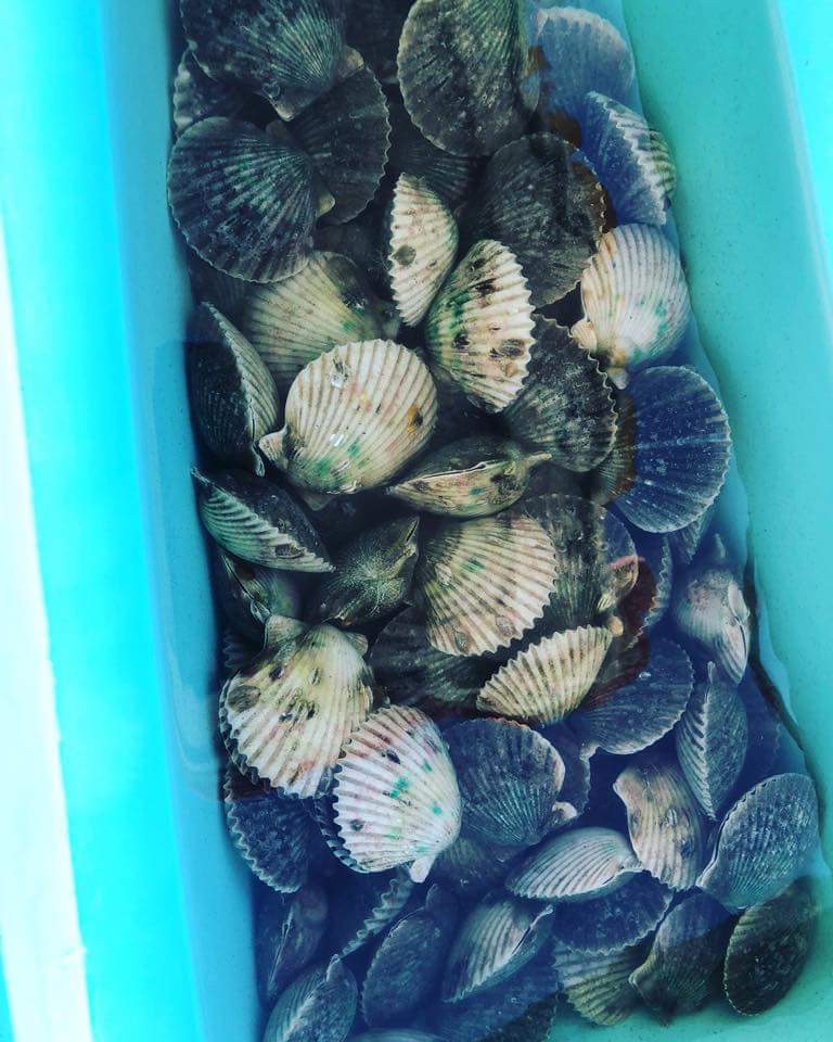 Solo Skiff cooler full of scallops